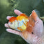 A Grade Chubby Orange White Oranda Female 4.5 inches #010325OR_07