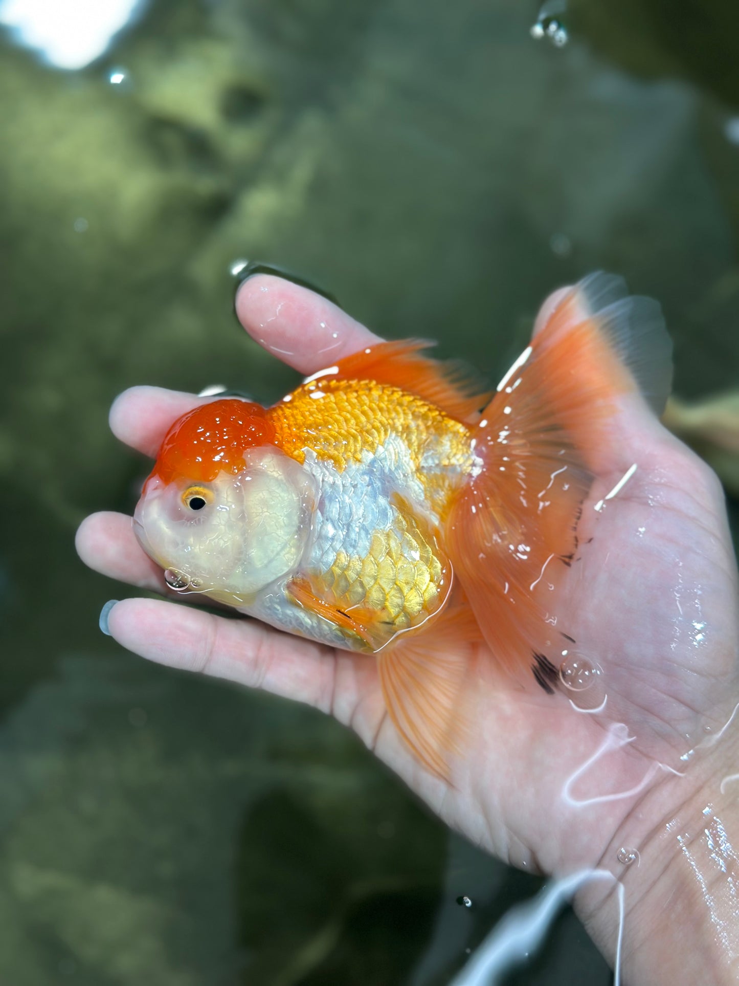 A Grade Chubby Orange White Oranda Female 4.5 inches #010325OR_07