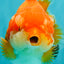 SUPER CUTE A Grade Red White Yuanbao Female 5-5.5 inches #071026YB_20
