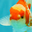 A Grade Kohaku Red White Oranda Male 5.5 inches #101626OR_12