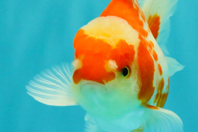 A Grade Kohaku Red White Oranda Male 5.5 inches #101626OR_12