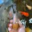White Long Tail Oranda Male 5-5.5 inches #062025OR_15