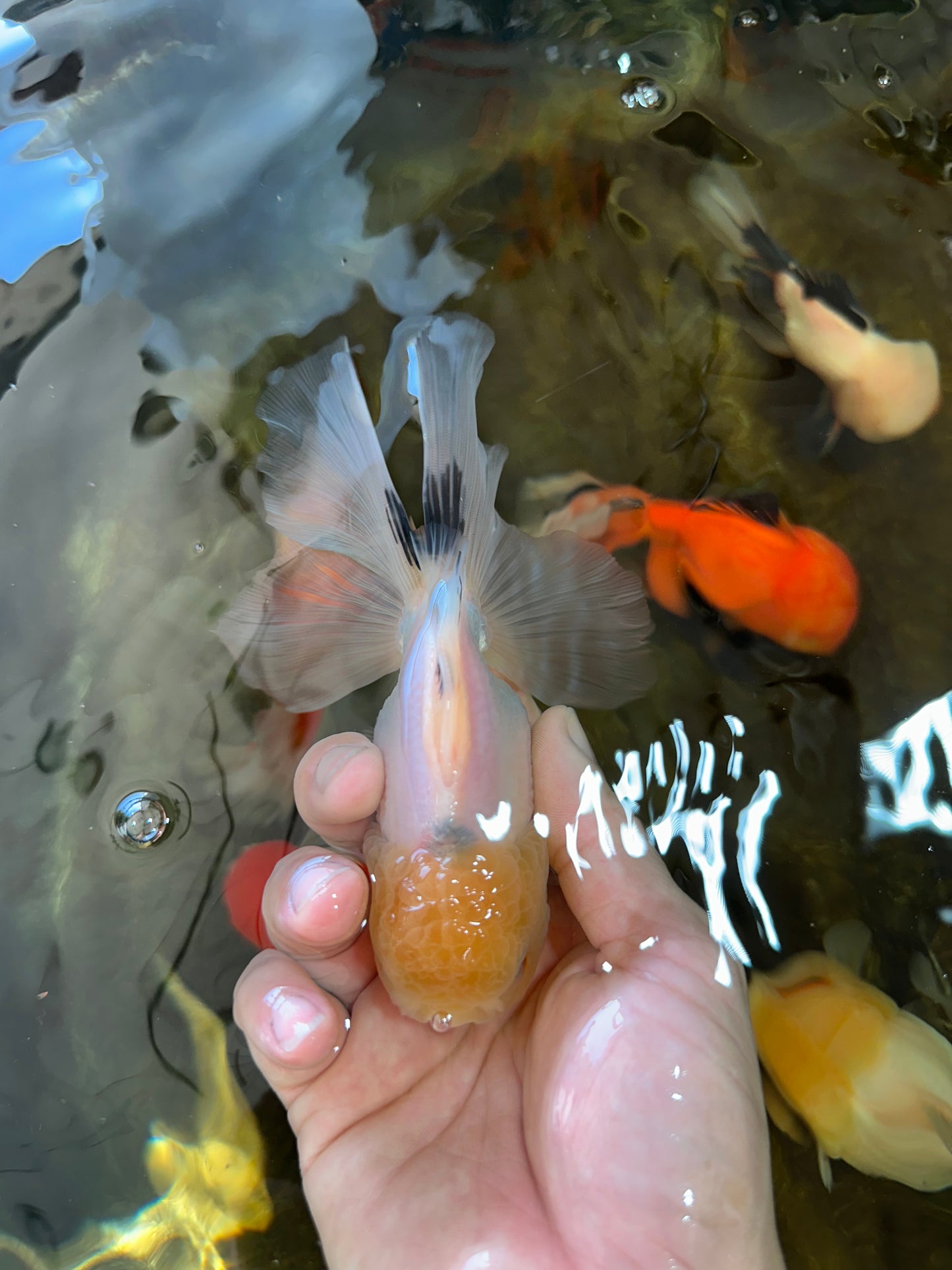 White Long Tail Oranda Male 5-5.5 inches #062025OR_15