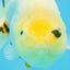 A Grade Cow Chinese Ranchu Female 5 inches #103125RC_09