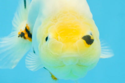 A Grade Cow Chinese Ranchu Female 5 inches #103125RC_09