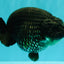 CHUBBY AAA Grade Black Blue Ranchu Female 5.5 inches #100926RC_31