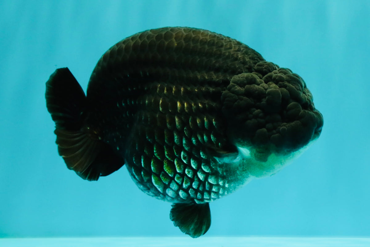 CHUBBY AAA Grade Black Blue Ranchu Female 5.5 inches #100926RC_31
