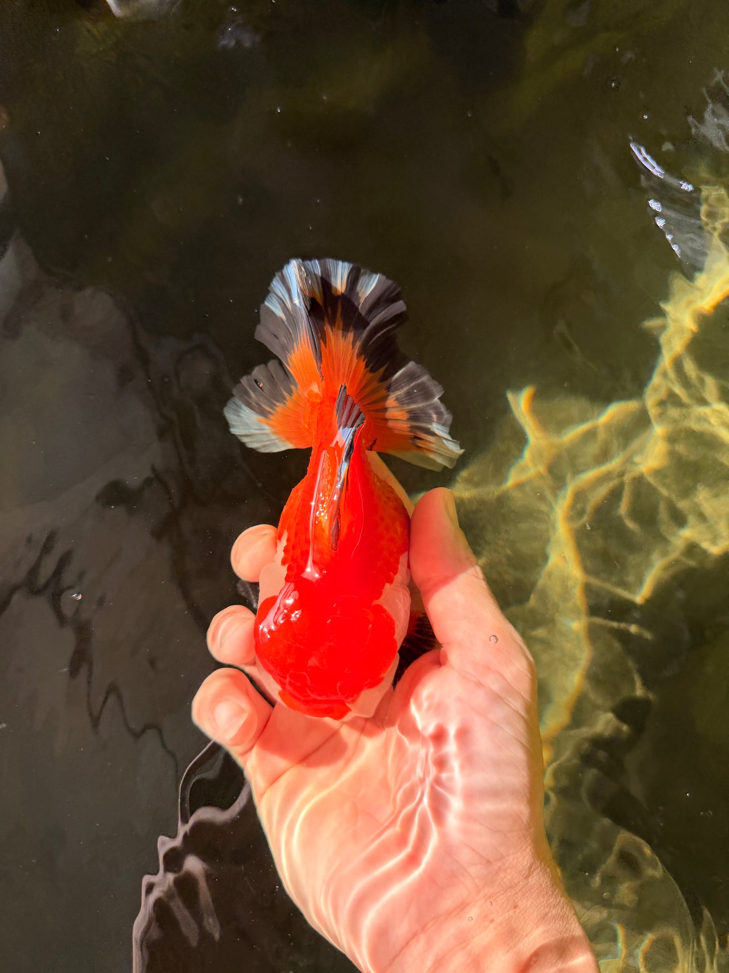 A Grade Tricolor Oranda Female 5-5.5 inches #030626OR_29