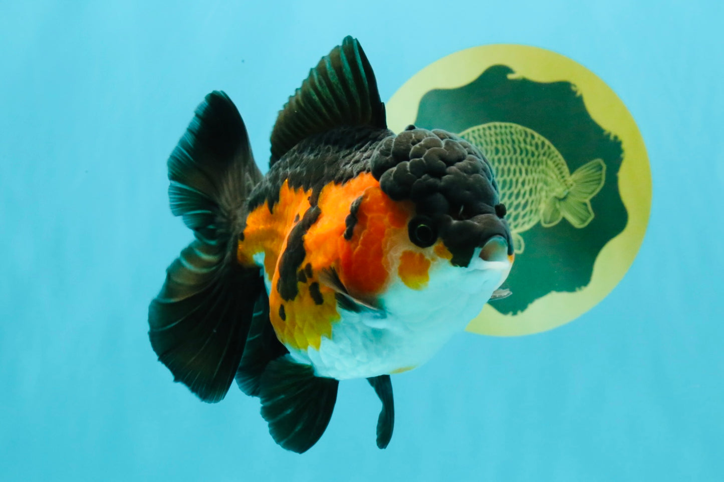 Tricolor Oranda Female 5-5.5 inches #032026OR_08