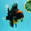 AAA Grade Super Red Head Kirin Oranda Male 7-7.5 inches #062626OR_01