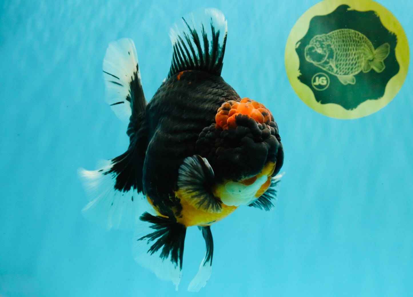 AAA Grade Super Red Head Kirin Oranda Male 7-7.5 inches #062626OR_01