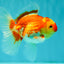 A Grade Red White Oranda Female 5.5 inches #071726OR_20