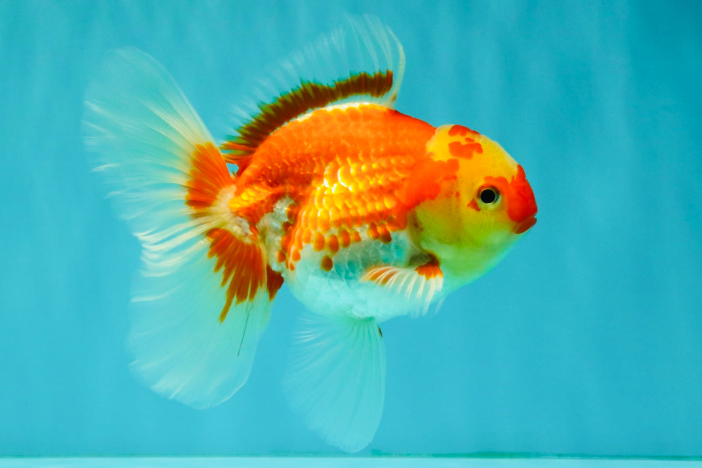 A Grade Red White Oranda Female 5.5 inches #071726OR_20