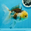 Panda Button Eyes Oranda Femelle 6 pouces #0920OR_29