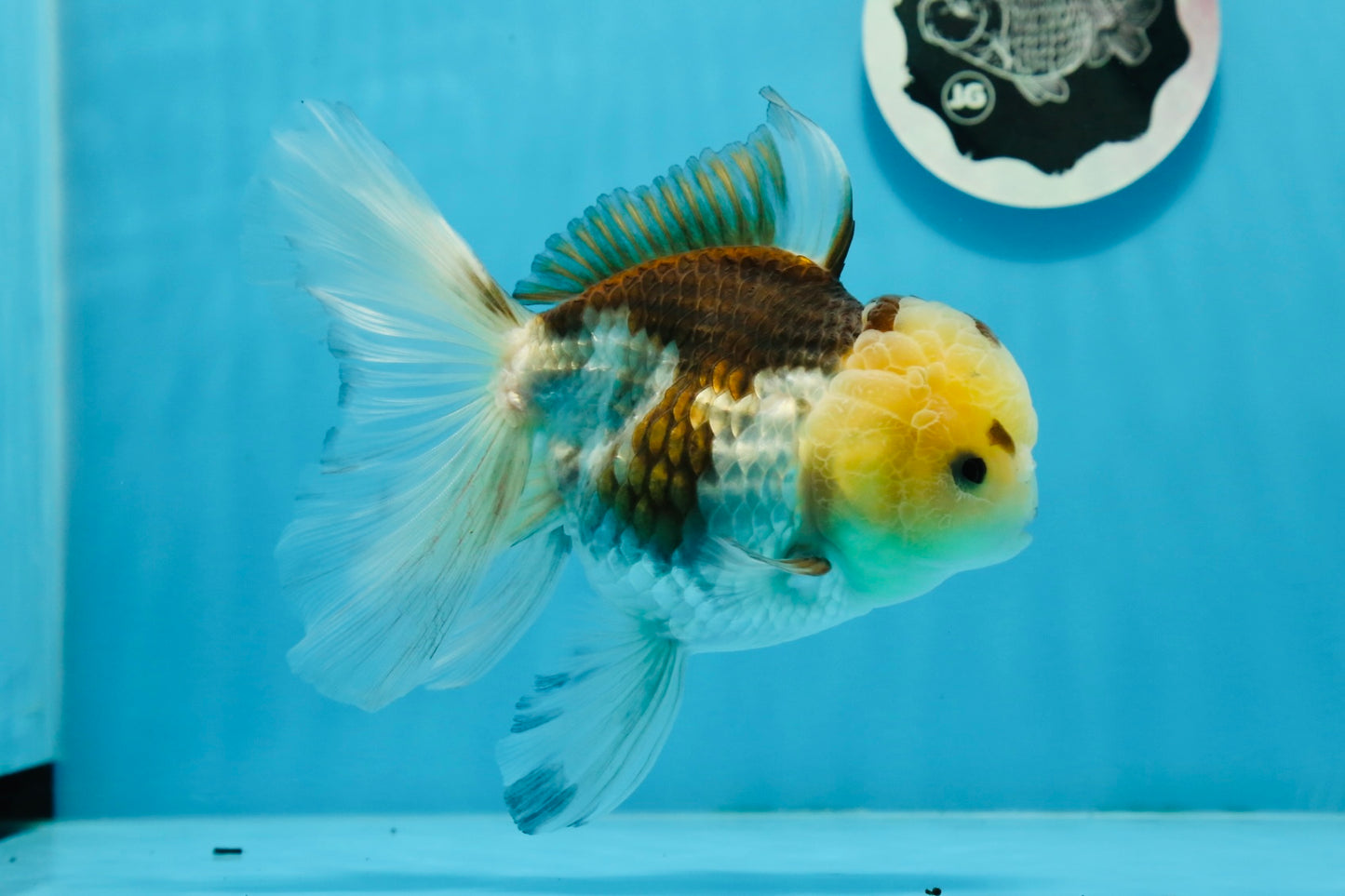 Panda Button Eyes Oranda Female 6 inches #0920OR_29