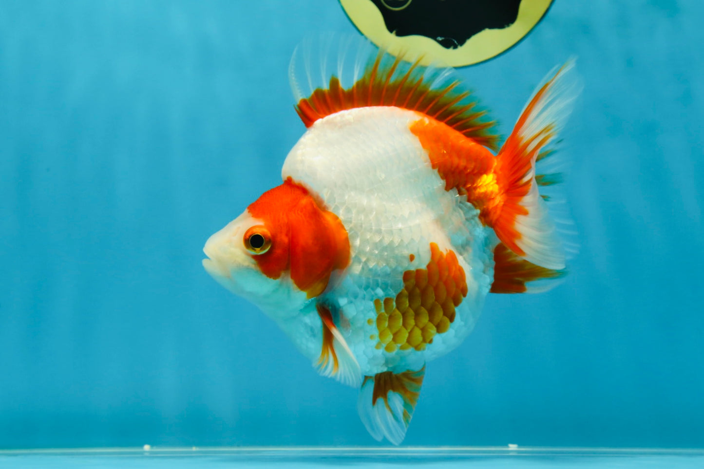 AAA Grade Red White Ryukin Female 5 inches #052325RK_23