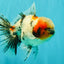 AAA Grade Marble Oranda Male 6-6.5 inches #071026OR_37