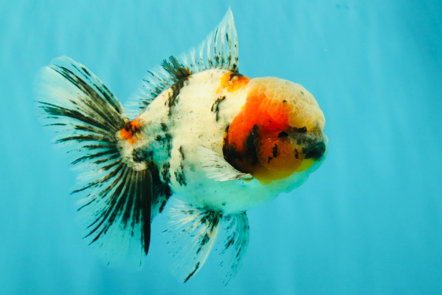 AAA Grade Marble Oranda Male 6-6.5 inches #071026OR_37
