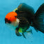 A Grade Tricolor Oranda Male 5-5.5 inches #090525OR_15