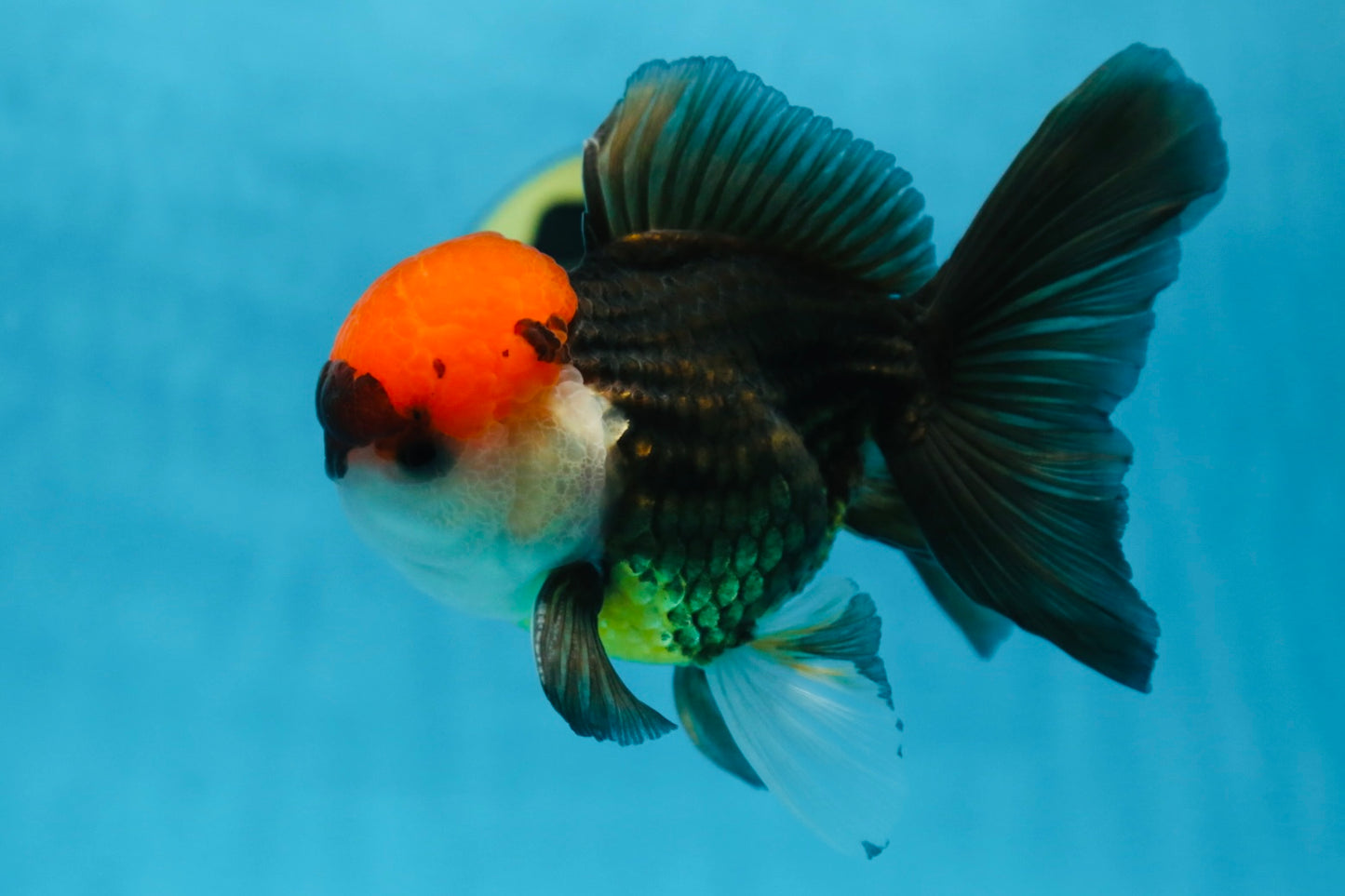 A Grade Tricolor Oranda Male 5-5.5 inches #090525OR_15