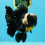 AAA Grade Tricolor Oranda Male 5 inches #050925OR_39