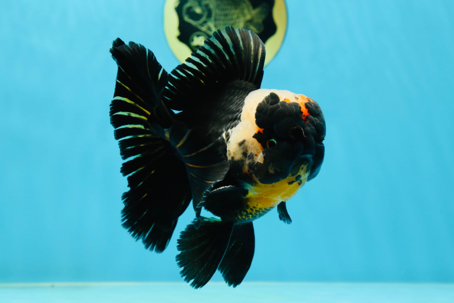 AAA Grade Tricolor Oranda Male 5 inches #050925OR_39
