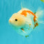 A Grade Red White Yuanbao Female 5-5.5 inches #082126YB_28