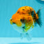 Ranchu Calico Tiger de qualité AAA à dossier haut, 4,5 à 5 pouces #0517RC_14