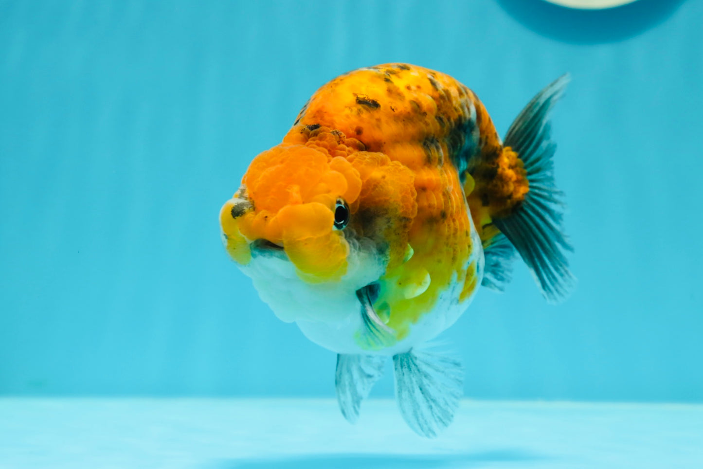 AAA Grade High Back Calico Tiger Ranchu 4.5-5 inches #0517RC_14