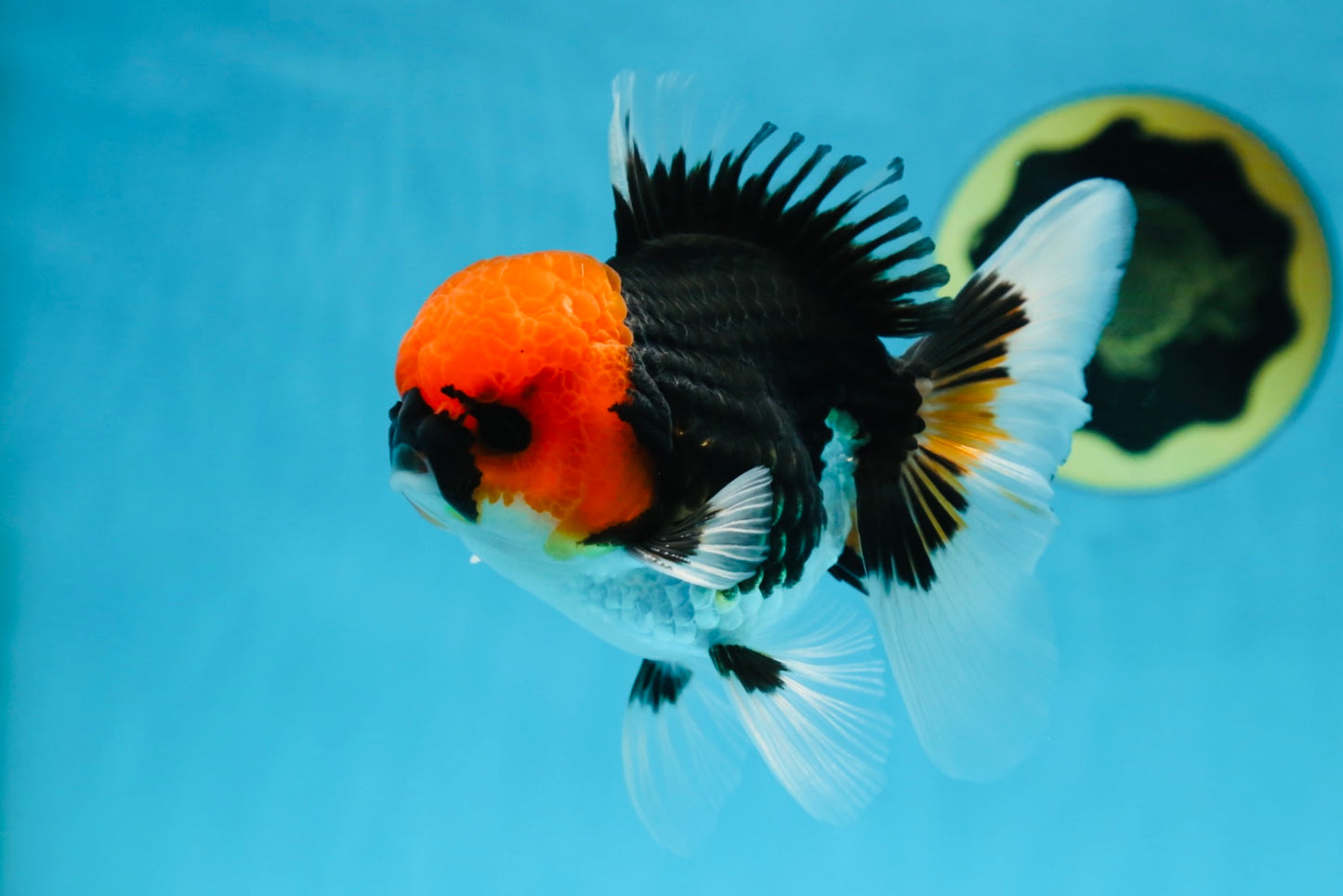 AAA Grade Tricolor Button Eyes Oranda Male 5 inches #080825OR_04