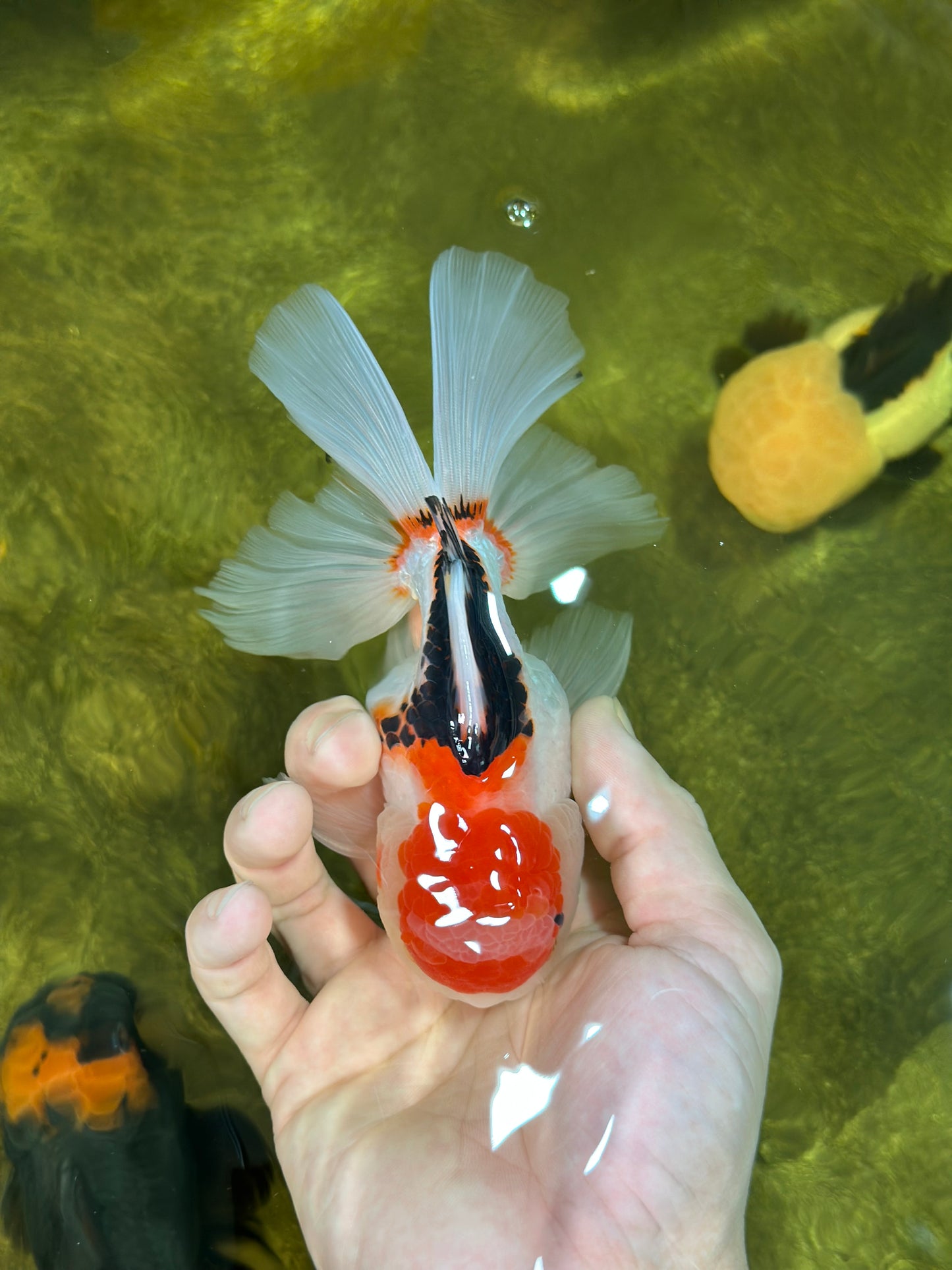 A Grade Tricolor Gem Oranda Male 5-5.5 inches #020725OR_29