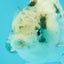 A Grade White Tiger LionQueen 4 inches #082126LC_31