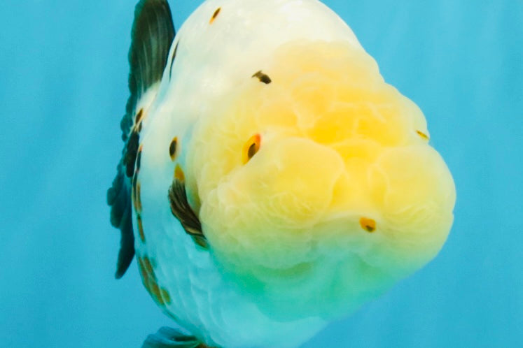 Chinese Sakura Ranchu Female 5-5.5 inches #041026RC_19