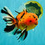 CHUNKY AAA Grade Tiger Oranda Male 6.5 inches #071726OR_27