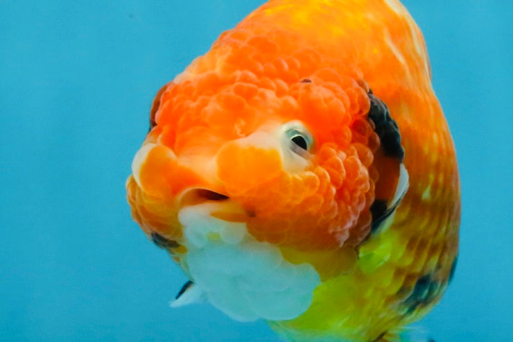 Sakura Chinese Ranchu Female 4.5-5 inches #120525RC_07