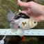 A Grade Tricolor Oranda Male 5.5 inches #111524OR_20