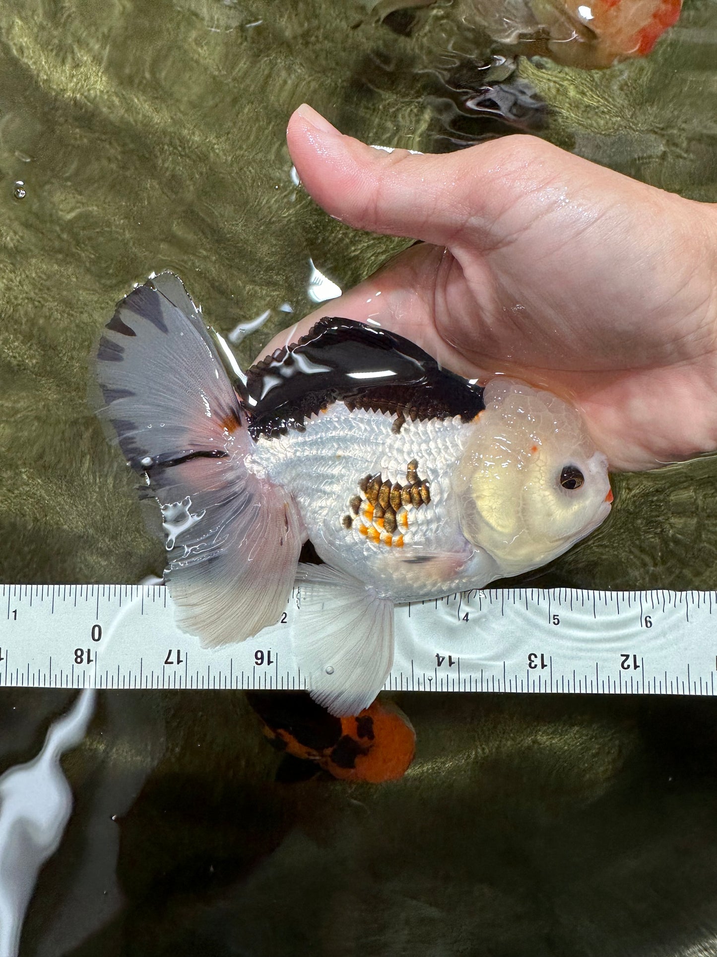 A Grade Tricolor Oranda Male 5.5 inches #111524OR_20