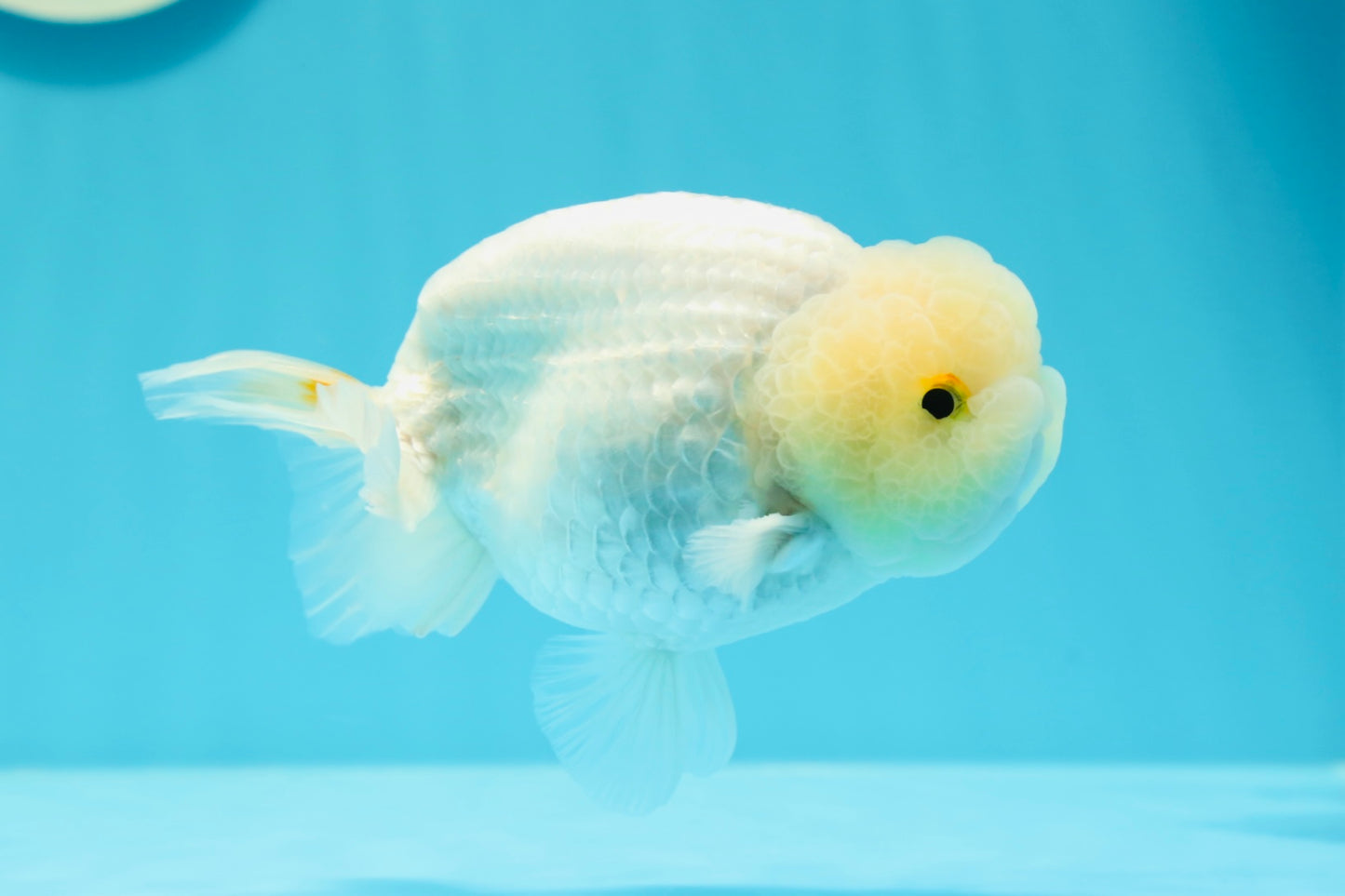 ❄️ Super Cute Snow White Lemonhead Lionchu Male 4.5 inches #0524LC_14