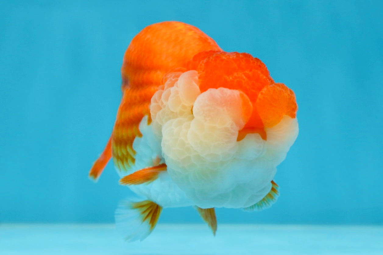 A Grade Royal Candy Chunk Red White LionKing 4-4.5 inches #062025LC_05