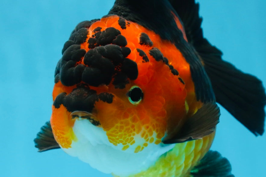 AAA Grade FIRE Apache Yuanbao Female 5-5.5 inches #091925YB_19