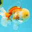 AAA Grade Polkadot Red White Oranda Male 6-6.5 inches #030626OR_19