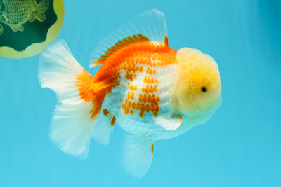 AAA Grade Polkadot Red White Oranda Male 6-6.5 inches #030626OR_19