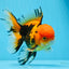 AAA Grade Apache Oranda Male 5 inches #0913OR_06