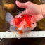SUPER CUTE A Grade Sakura Oranda Female 5.5 inches #102425OR_21