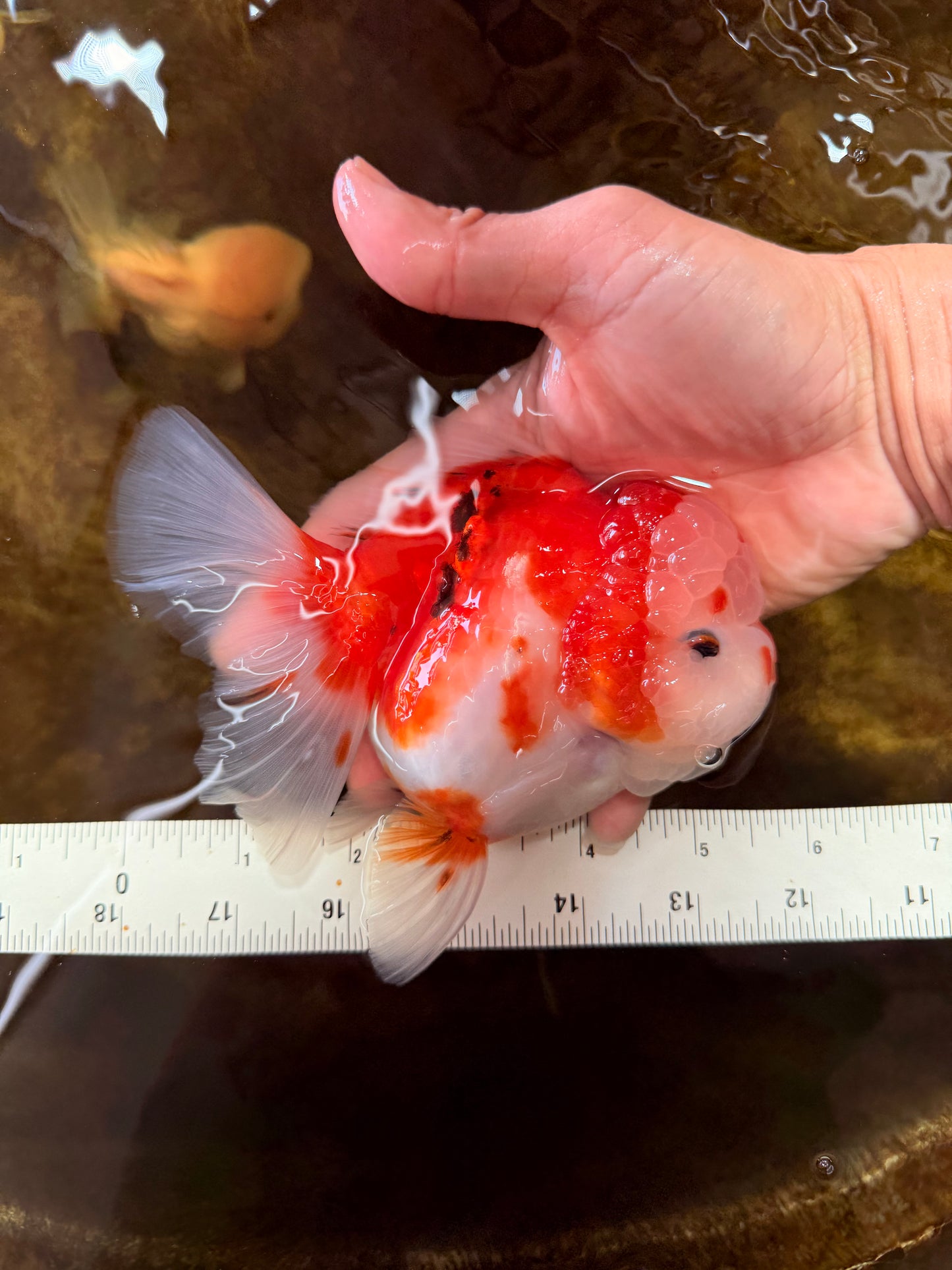 SUPER CUTE A Grade Sakura Oranda Female 5.5 inches #102425OR_21