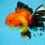 AAA Grade THICK BODY Apache Oranda Male 6-6.5 inches #082925OR_14