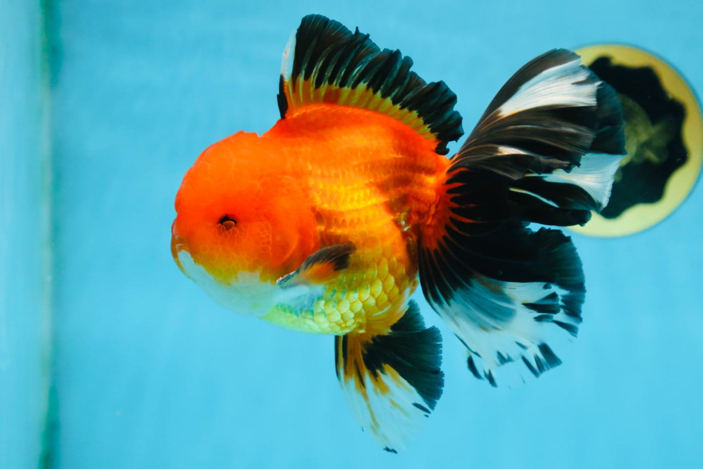 AAA Grade THICK BODY Apache Oranda Male 6-6.5 inches #082925OR_14