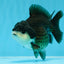 A Grade Panda Yuanbao Male 4.5 inches #0906YB_19