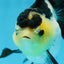 Panda Oranda Female 5-5.5 inches #080825OR_11
