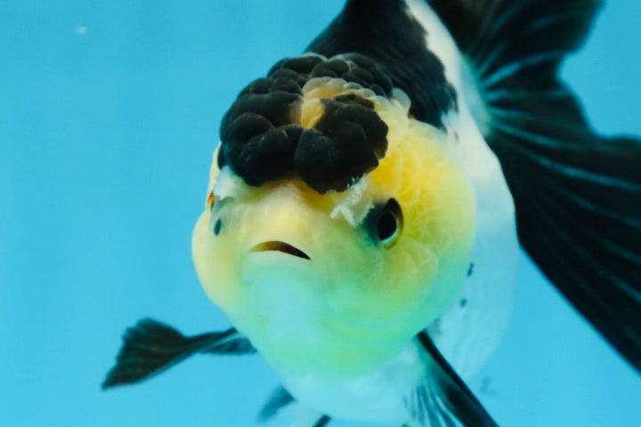 Panda Oranda Female 5-5.5 inches #080825OR_11
